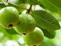 Manfaat Daun Jambu Biji Untuk Kesehatan