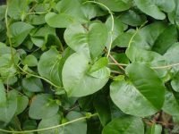 Manfaat Daun Binahong Untuk Tubuh