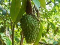 Manfaat Daun Sirsak Untuk Tubuh