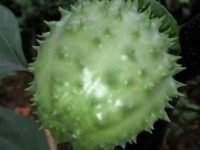 Manfaat Buah Kecubung Untuk Lovebird