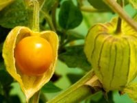Khasiat Buah Ciplukan Untuk Kesehatan Tubuh