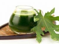 Manfaat Daun Pepaya Untuk Obat Tradisional
