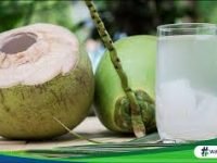 Manfaat Air Kelapa Bagi Kesehatan yang Jarang di Ketahui