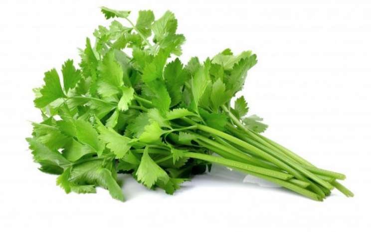 Inilah Khasiat Daun Seledri Untuk Kesehatan